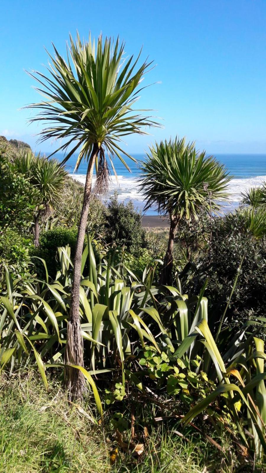 Vila Te Henga Hideaway Bethells Beach Exteriér fotografie